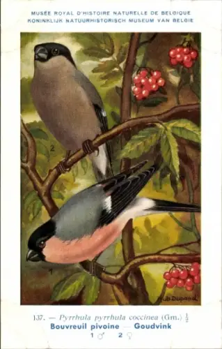 Künstler Ak Dupond, Hub., Pyrrhula pyrrhula coccinea, Gimpel, Dompfaff