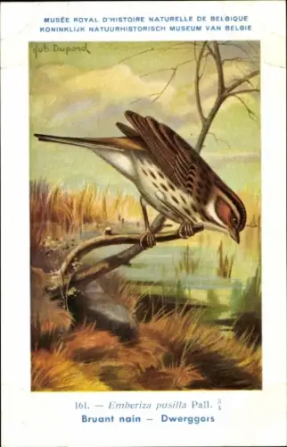 Künstler Ak Dupond, Hub., Emberiza pusilla, Zwergammer