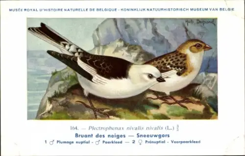 Künstler Ak Dupond, Hub., Plectrophenax nivalis nivalis, Bruant des neiges, Sneeuwgors Nr. 164