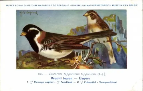 Künstler Ak Dupond, Hub., Bruant Iapon, Ijsgors, Nr. 163