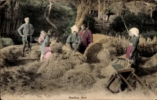 Ak Japan, Reisernte, Feldarbeiter