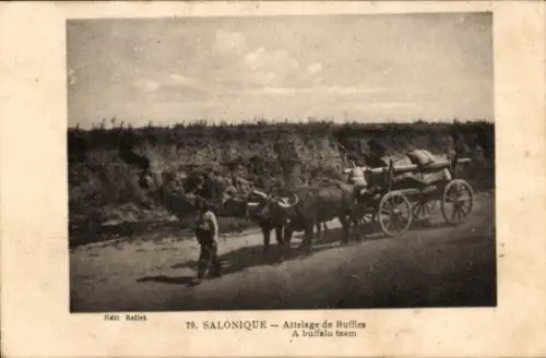 CPA Salonique Thessalonique Grèce, Attelage de Buffles