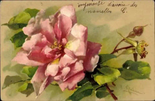 Künstler Ak Klein, Catharina, Rosa Rosenblüte