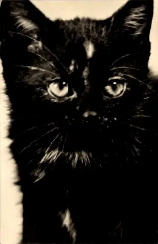 Ak Schwarze Katze, Tierportrait