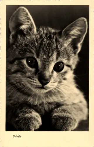 Ak Katze, Tierportrait