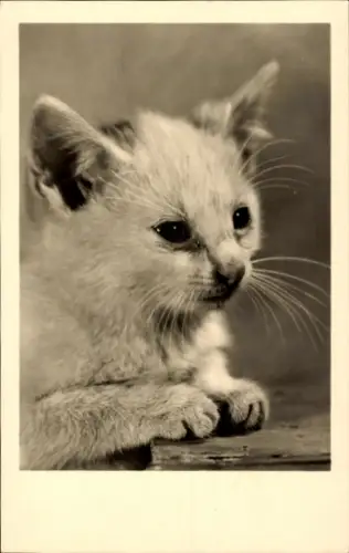 Ak Katze, Tierportrait