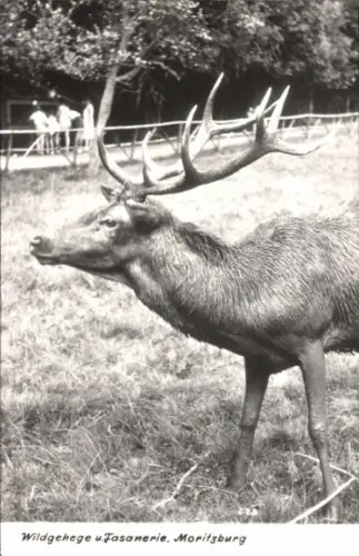 Ak Moritzburg, Wildgehege, Fasanerie, Hirsch