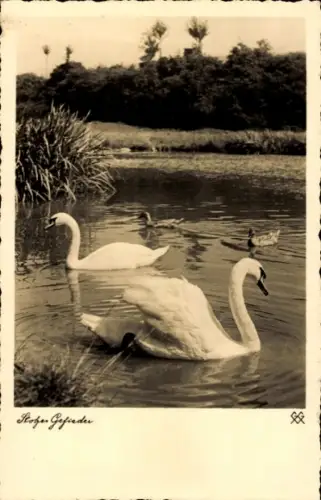Ak Parkanlage, Teich, Schwäne, Enten