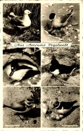 Ak Insel Amrum in Nordfriesland, Sturmmöwe, Austernfischer, Sandregenpfeifer