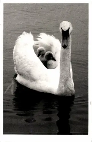 Ak Teichpartie, Schwan mit Küken auf dem Rücken