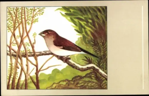 Ak Silberfasänchen, Silberschnabel, Vogel auf einem Ast