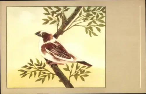 Ak Japanisches Möwchen, Vogel auf einem Ast