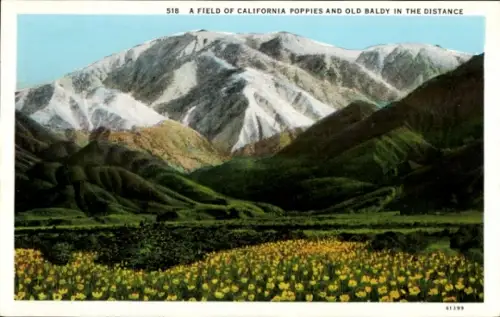 PC California USA, A Field of Poppies, Old Baldy