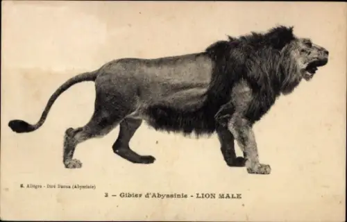 CPA Gibies d'Abyssinie, Lion Male