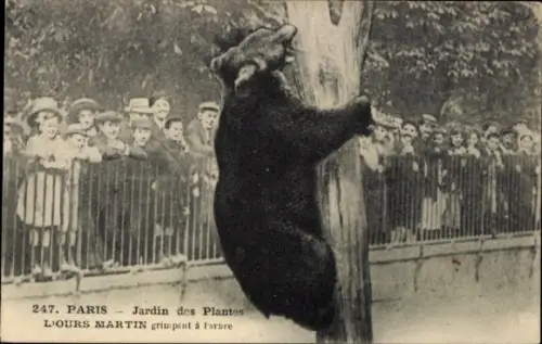 CPA Paris V, Jardin des Plantes, l'Ours Martin grimpent à l'arbre