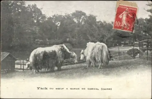 Ak China, Yaks in einem Gehege, Pferdeschwanzochsen