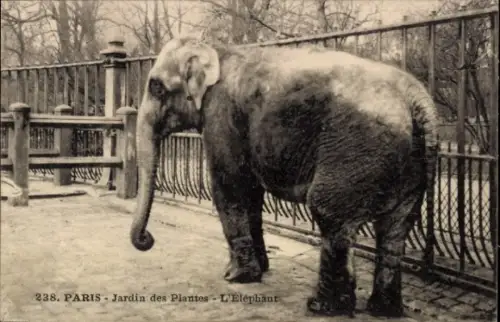 Ak Paris, Jardin des Plantes, Elefant