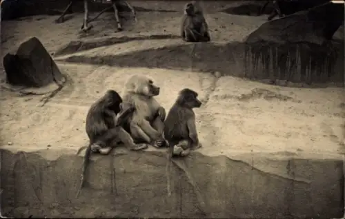 Ak Paviane, Affen auf Felsen