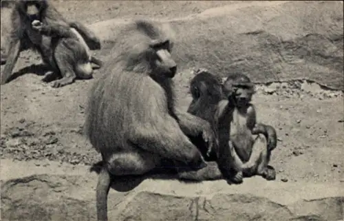 Ak Paris, Parc Zoologique du Bois de Vincennes, Une famille de Singes Hamadryas