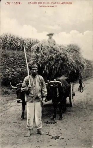 Ak Fayal Azoren, Carro de Bois