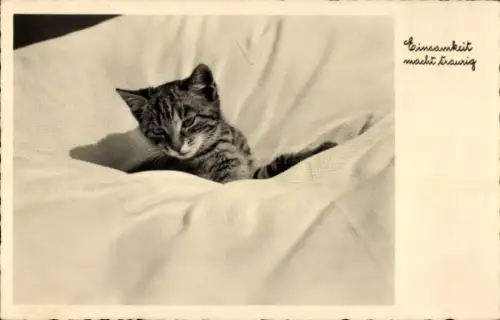 Ak Einsamkeit macht traurig, Katze, Tierportrait