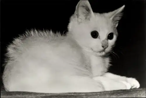 Ak Weiße Katze, Kätzchen
