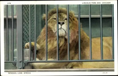 Ak Chicago Illinois USA, Lincoln Park Zoo, Senegal Lion (Africa) hinter Gittern