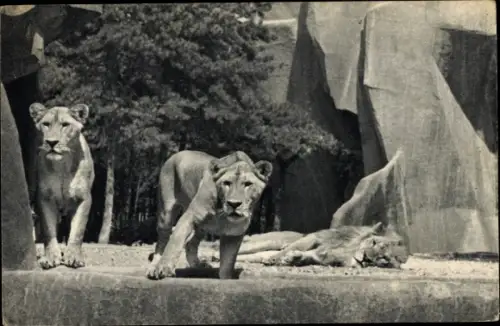 Ak Paris, Parc Zoologique du Bois de Vincennes, Lion et Lionnes, Plateau