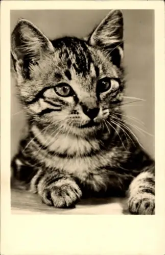 Ak Katze, Tierportrait