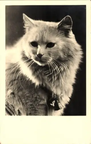 Ak Katze, Tierportrait