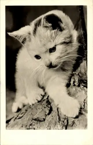 Ak Katze, Tierportrait