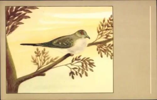 Ak Diamanttäubchen auf einem Ast