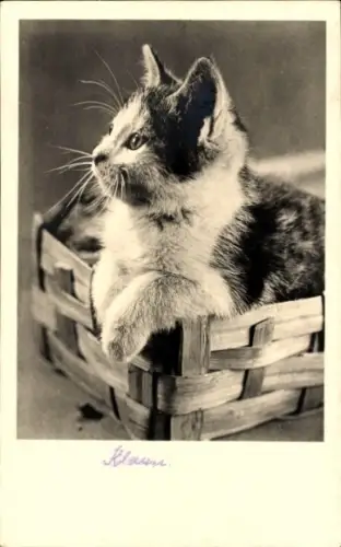 Ak Katze, Tierportrait