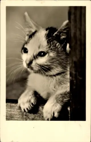 Ak Katze, Tierportrait