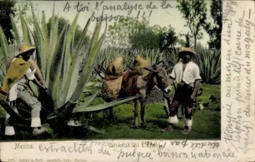 Ak Mexiko, Gewinnung von Tlachique, Männer mit Agaven, Esel