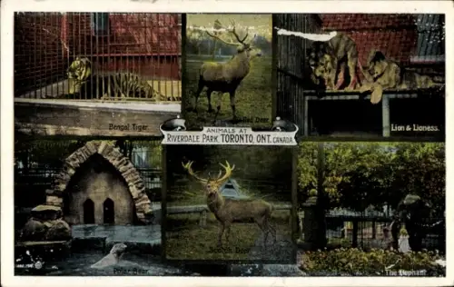 Ak Toronto Ontario Kanada, Bengalischer Tiger, Rothirsch, Polar-Bär, Schottischer Hirsch, Löwe, L