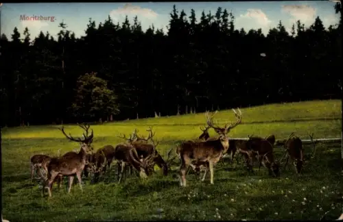 Ak Moritzburg in Sachsen, Hirsche