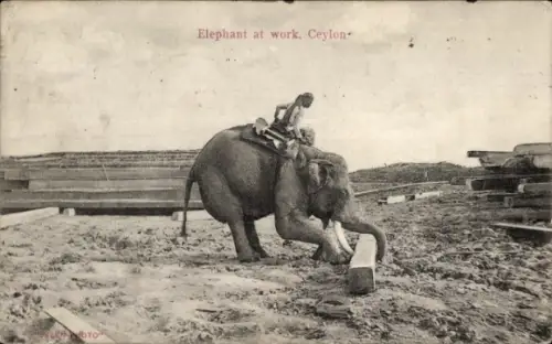 PC Ceylon Sri Lanka, Elephant at work