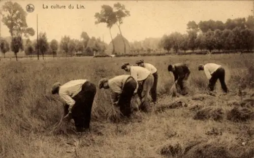 Ak La culture du Lin, L'arrachage du Lin