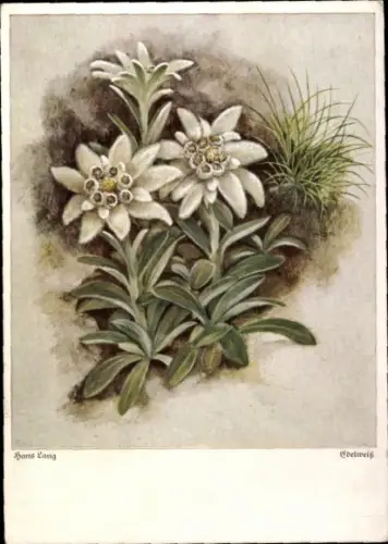 Künstler Ak Lang, Hans, Edelweiß