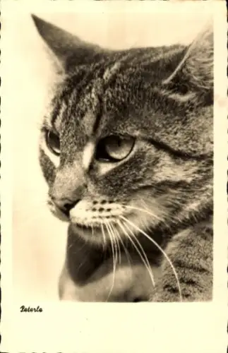 Ak Hauskatze, Katzen-Portrait, Tier-Portrait