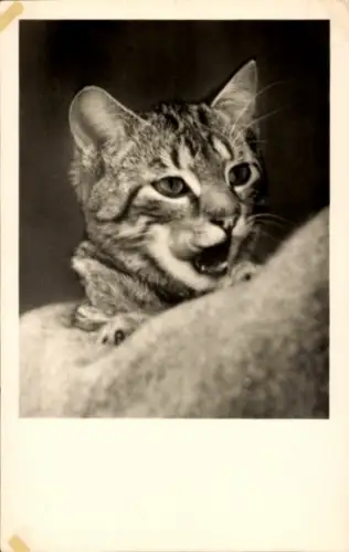 Ak Katze, Tierportrait