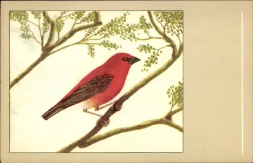 Künstler Ak Madagaskarweber, Vogel auf einem Ast