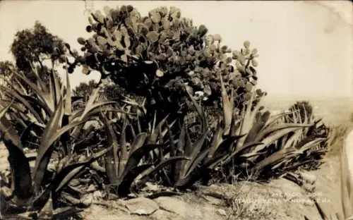 Ak México, Nopalera