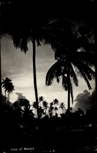 Ak Malaya Malaysia, Palmen