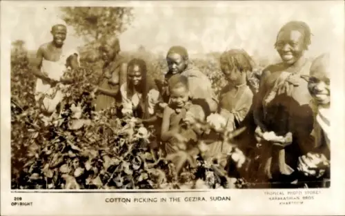 PC Gezira Sudan, Cotton Picking