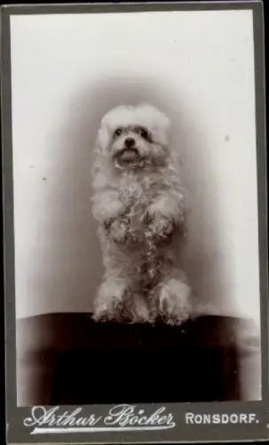 CdV Tierportrait, Hund steht auf den Hinterbeinen, Fotograf Arthur Böcker, Ronsdorf