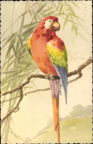 Künstler Ak Klein, Catharina, Papagei auf einem Ast