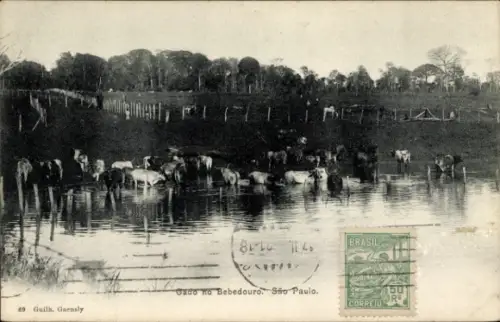 Ak São Paulo Brasilien, Gado no Bebedouro