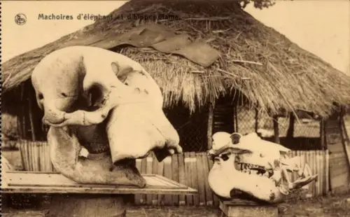 Ak Afrika, Machoires d'éléphant et d'hippopotame